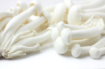 Shimeji mushroom or White beech mushroom isolated on white background.