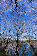 世界遺産「鬼ヶ城」桜の道　ローアングルその２（三重県熊野市）