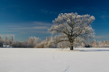 A lonely tree in the middle of a field on a frosty winter day. The branches of the tree are richly covered with frost that glistens in the sun