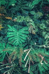 Naklejki  Piękne tło natury pionowego ogrodu z tropikalnym zielonym liściem