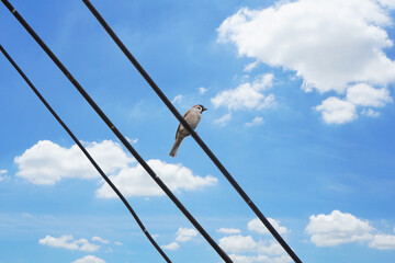 This bird perched on the electric wire.