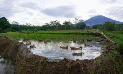 A flock of ducks looking for food in the harvested rice fields with Mount Sumbing