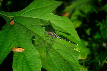 An Orthetrum Sabina dragonfly was clinging to a green leaf bathed in sunlight