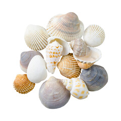 Seashells isolated on a white background without shadow