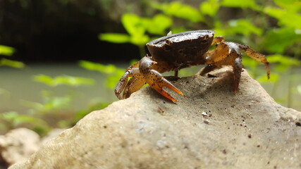 crab on a rock