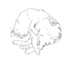 Sleeping cat. Black and white drawing. Illustration for a postcard, magazine or website.