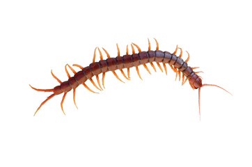 Scolopendra heros isolated from white background.