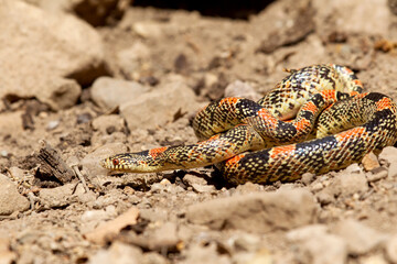 Colorful snake in Arizona