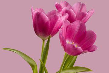 Drei rosa Tulpen mit rosa Hintergrund
