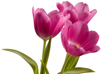 Drei rosa Tulpen - Hintergrund weiß