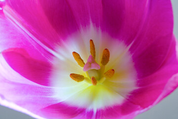 Blütenkelch einer rosa Tulpe - Makro