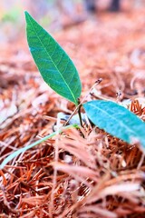 落ち葉の中から出てきた新しい双葉