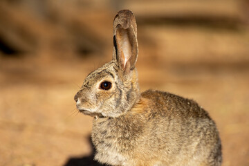 Naklejka na ściany i meble Desert Cottontail Rabbit