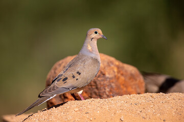Mourning Dove in Southern Arizona