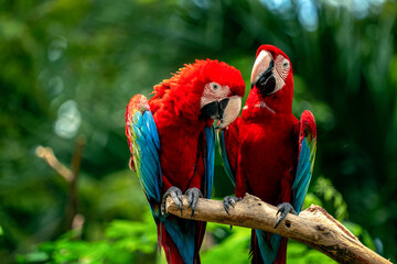 A couple of Macaw birds in the deep wild