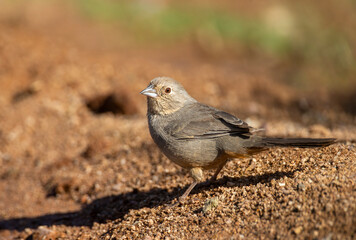 Canyon Towhee in Southern Arizona