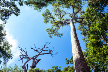 Fototapeta premium Trees taken from bottom to top and blue sky
