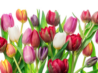 Colorful bouquet of tulips on white background.