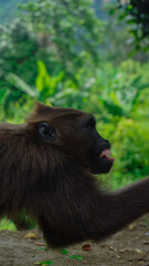 monkey in the forest