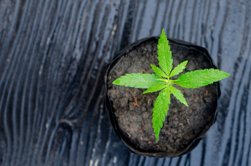 marijuana seedlings growing in seed bags It is a popular herb. marijuana cultivation ideas for medicinal properties