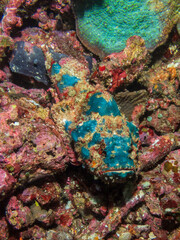 Blue devil scorpionfish (Scorpaenopsis diabolus) or false stonefish near Anilao, Philippines.  Underwater photography and travel.