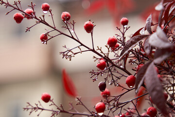 雨の中の赤い実の写真