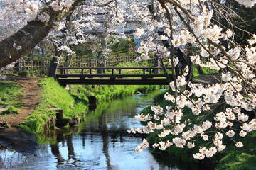 Fototapeta na wymiar 桜に彩られる忍野八海　新名庄川 山梨県の忍野村にある富士山の伏流水を水源とする湧水群。周辺も昔ながらの里の風景を再現し郷愁をそそる。また、桜が美しい新名庄川など自然豊かな風情を楽しめる。世界遺産富士山の構成資産の一部。