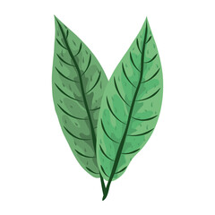 Obraz premium tropical leaf greenery nature foliage icon flat design