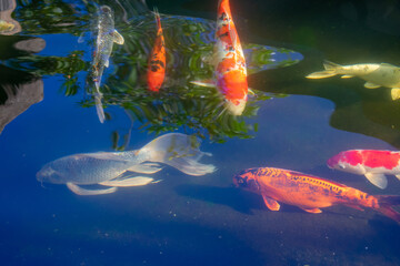 Carp swimming in the water