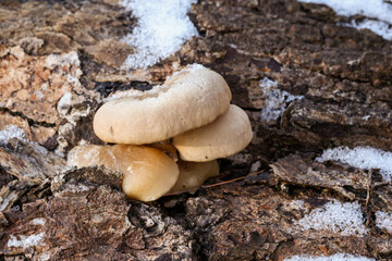 Mushrooms in early winter snow