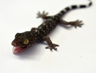 Beautiful colored gecko with yellow eyes crawling on a white background. 