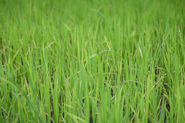 green rice field grow in paddy farm in summer season