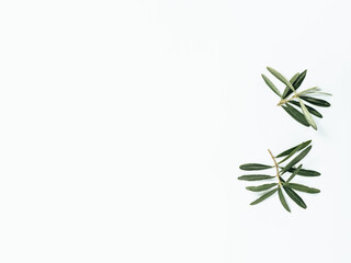 Two olives tree branches on white background. Top view or flat lay. Olives leaves or branches isolated on white with copy space