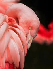 Gardinen pink flamingo portrait © Lady