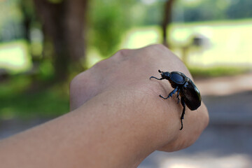 Rhinoceros beetle, Hercules beetle, Unicorn beetle, hornless female, crawling in gentle hand, on beautiful bokeh background. 