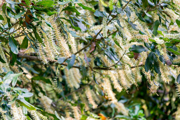 Many of macadamia flowers blossom at plantation