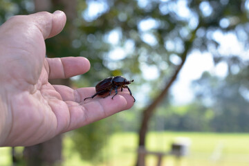 Rhinoceros beetle, Hercules beetle, Unicorn beetle, hornless female, crawling in gentle hand, on beautiful bokeh background. 