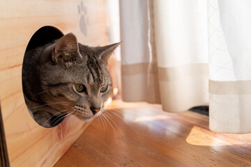 箱の中の猫　サバトラ猫