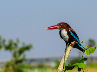 oil paint bird and light blue background.