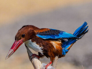 oil paint bird and light brown background.