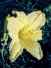 Lily Flower In Garden Background