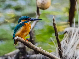 oil paint bird on light green back ground.