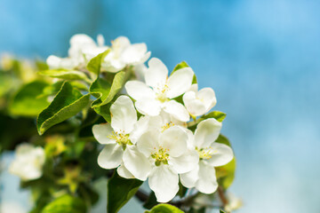 Obraz premium White apple tree blossoms on the tree branch on blue sky background, nature concept
