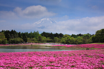 富士山と芝桜