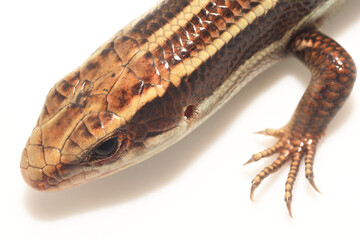 白背景のヒガシニホントカゲ