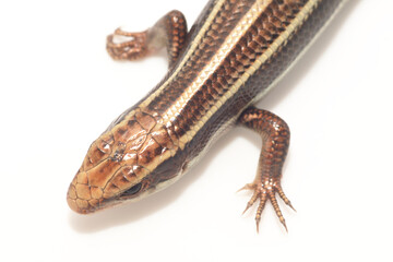 白背景のヒガシニホントカゲ