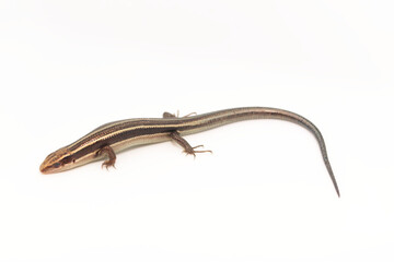 白背景のヒガシニホントカゲ