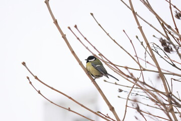 A beautiful bird with a yellow breast is sitting on a vertical branch on a blurry background of a white wall of a residential apartment building. Winter