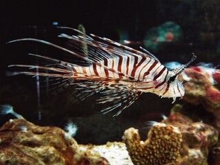 fish in aquarium