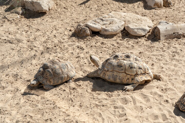 Dubai, United Arab Emirates – January 22, 2021, beautiful Animals in Dubai Safari Park (Dubai Zoo)